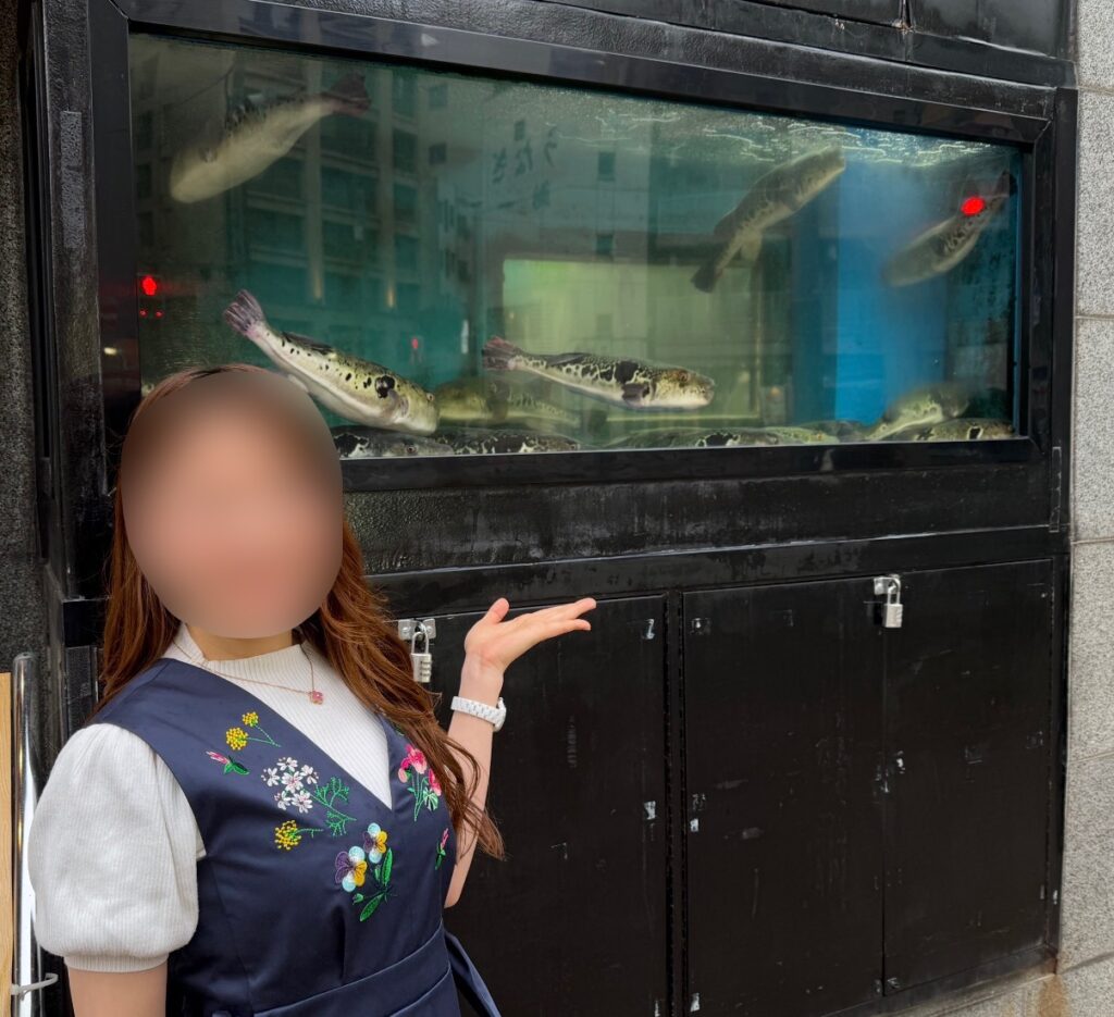 とらふぐ亭目黒店の入口にある水槽で泳ぐたくさんの国産とらふぐとブログ運営者COCO。